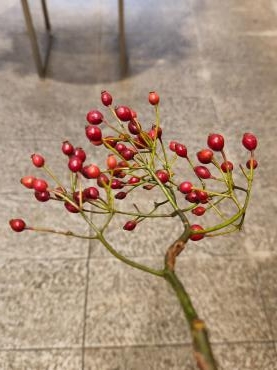 野ばらの実｜「花里」　（神奈川県逗子市の花キューピット加盟店 花屋）のブログ