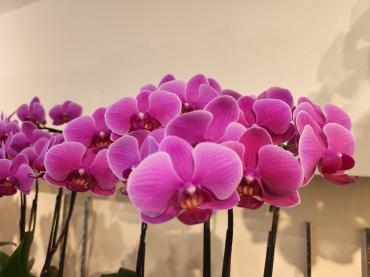 整列！｜「花里」　（神奈川県逗子市の花キューピット加盟店 花屋）のブログ