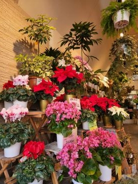ジングルベルが聞こえる｜「花里」　（神奈川県逗子市の花キューピット加盟店 花屋）のブログ