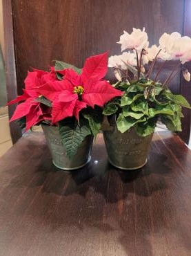クリスマス寄せ鉢｜「花里」　（神奈川県逗子市の花キューピット加盟店 花屋）のブログ