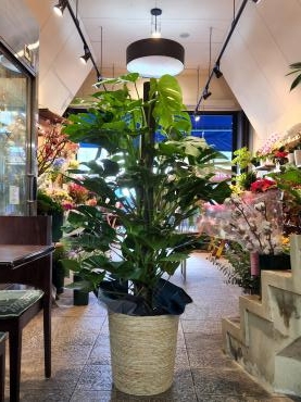 モンステラ｜「花里」　（神奈川県逗子市の花キューピット加盟店 花屋）のブログ