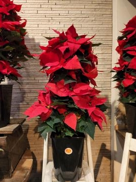 キャンドル｜「花里」　（神奈川県逗子市の花キューピット加盟店 花屋）のブログ