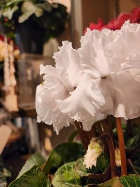ドリカム｜「花里」　（神奈川県逗子市の花キューピット加盟店 花屋）のブログ