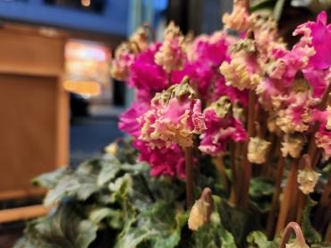 ふりふり｜「花里」　（神奈川県逗子市の花キューピット加盟店 花屋）のブログ