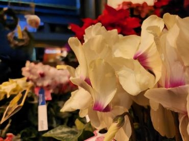 ゴールデン｜「花里」　（神奈川県逗子市の花キューピット加盟店 花屋）のブログ