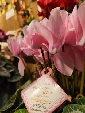 ロマン｜「花里」　（神奈川県逗子市の花キューピット加盟店 花屋）のブログ