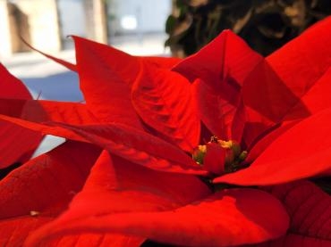 赤｜「花里」　（神奈川県逗子市の花キューピット加盟店 花屋）のブログ