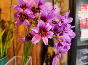 いい香り｜「花里」　（神奈川県逗子市の花キューピット加盟店 花屋）のブログ