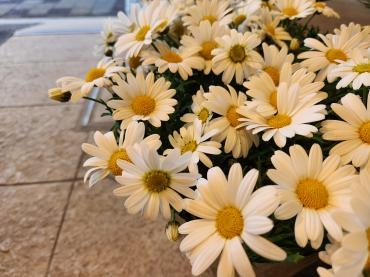 ようこそ春｜「花里」　（神奈川県逗子市の花キューピット加盟店 花屋）のブログ