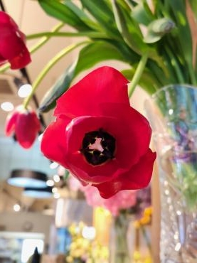 にっこり｜「花里」　（神奈川県逗子市の花キューピット加盟店 花屋）のブログ