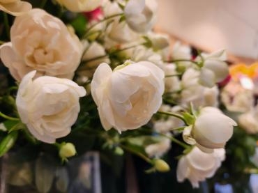 ころころ｜「花里」　（神奈川県逗子市の花キューピット加盟店 花屋）のブログ