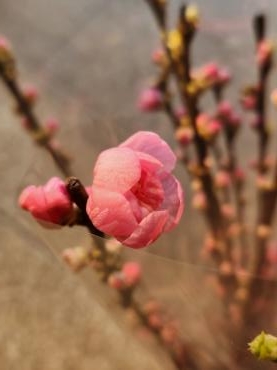 桃！入荷しました！！｜「花里」　（神奈川県逗子市の花キューピット加盟店 花屋）のブログ