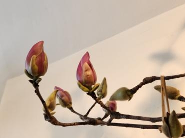 駆け足で春｜「花里」　（神奈川県逗子市の花キューピット加盟店 花屋）のブログ
