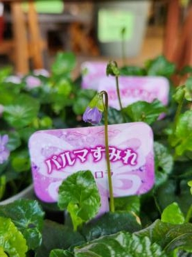 春の香り｜「花里」　（神奈川県逗子市の花キューピット加盟店 花屋）のブログ