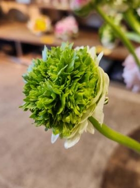 もりもり｜「花里」　（神奈川県逗子市の花キューピット加盟店 花屋）のブログ