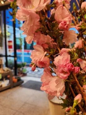 さくらさくら｜「花里」　（神奈川県逗子市の花キューピット加盟店 花屋）のブログ