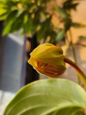 開く｜「花里」　（神奈川県逗子市の花キューピット加盟店 花屋）のブログ