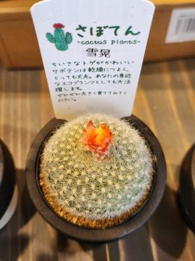 咲いた！｜「花里」　（神奈川県逗子市の花キューピット加盟店 花屋）のブログ