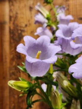 ベルアップ！｜「花里」　（神奈川県逗子市の花キューピット加盟店 花屋）のブログ