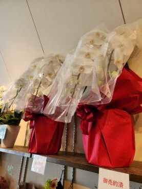 お嫁入り｜「花里」　（神奈川県逗子市の花キューピット加盟店 花屋）のブログ