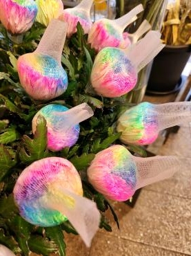 虹を捕まえた｜「花里」　（神奈川県逗子市の花キューピット加盟店 花屋）のブログ
