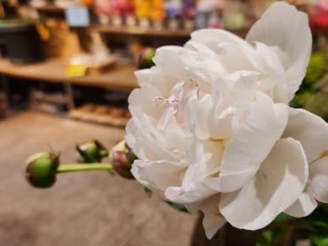 立てば芍薬｜「花里」　（神奈川県逗子市の花キューピット加盟店 花屋）のブログ