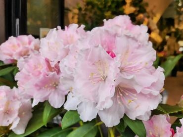 くす玉｜「花里」　（神奈川県逗子市の花キューピット加盟店 花屋）のブログ