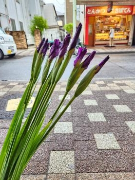花菖蒲｜「花里」　（神奈川県逗子市の花キューピット加盟店 花屋）のブログ