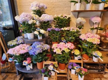 アジサイ｜「花里」　（神奈川県逗子市の花キューピット加盟店 花屋）のブログ