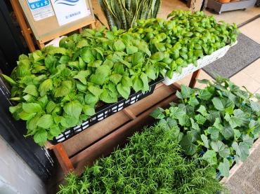 家庭菜園｜「花里」　（神奈川県逗子市の花キューピット加盟店 花屋）のブログ