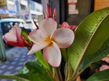 プルメリア｜「花里」　（神奈川県逗子市の花キューピット加盟店 花屋）のブログ