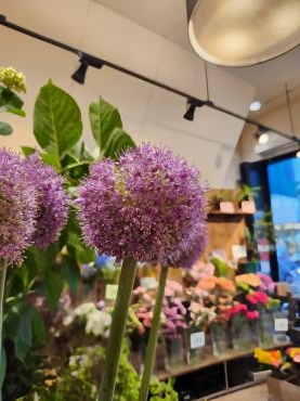 ピンクの葱坊主｜「花里」　（神奈川県逗子市の花キューピット加盟店 花屋）のブログ