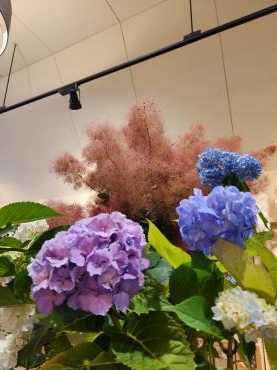 あじさい越し｜「花里」　（神奈川県逗子市の花キューピット加盟店 花屋）のブログ