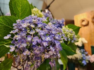 おたふく｜「花里」　（神奈川県逗子市の花キューピット加盟店 花屋）のブログ
