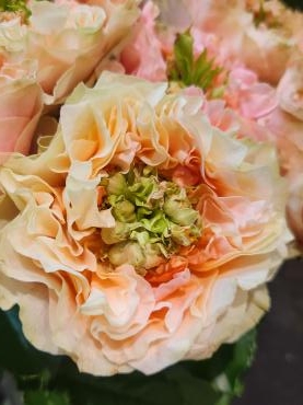 おや｜「花里」　（神奈川県逗子市の花キューピット加盟店 花屋）のブログ