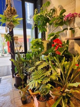 ジャングル｜「花里」　（神奈川県逗子市の花キューピット加盟店 花屋）のブログ