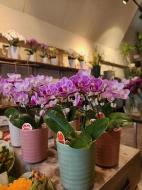 ミニ｜「花里」　（神奈川県逗子市の花キューピット加盟店 花屋）のブログ