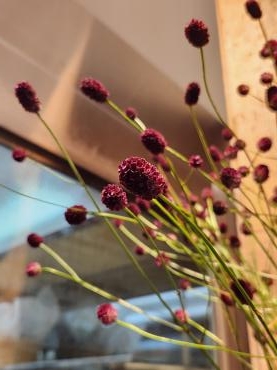 だずま｜「花里」　（神奈川県逗子市の花キューピット加盟店 花屋）のブログ