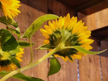 窓の外｜「花里」　（神奈川県逗子市の花キューピット加盟店 花屋）のブログ
