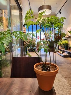 植え替え｜「花里」　（神奈川県逗子市の花キューピット加盟店 花屋）のブログ