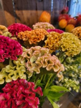秋いろいろ｜「花里」　（神奈川県逗子市の花キューピット加盟店 花屋）のブログ