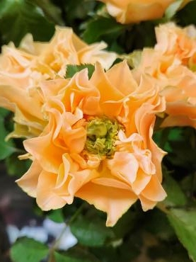 へそ天｜「花里」　（神奈川県逗子市の花キューピット加盟店 花屋）のブログ