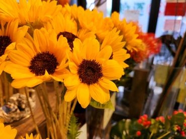ひまわり｜「花里」　（神奈川県逗子市の花キューピット加盟店 花屋）のブログ