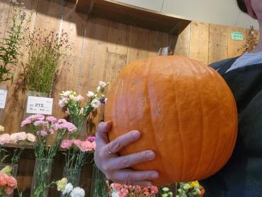 ぱんぷきん！｜「花里」　（神奈川県逗子市の花キューピット加盟店 花屋）のブログ