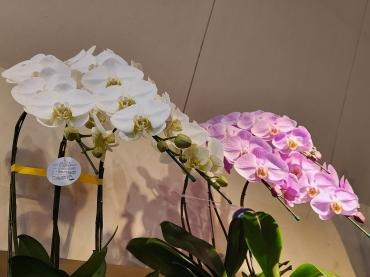 大特価!!!!!｜「花里」　（神奈川県逗子市の花キューピット加盟店 花屋）のブログ