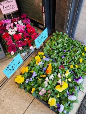 冬の花｜「花里」　（神奈川県逗子市の花キューピット加盟店 花屋）のブログ