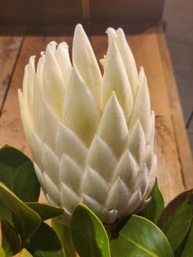 白｜「花里」　（神奈川県逗子市の花キューピット加盟店 花屋）のブログ
