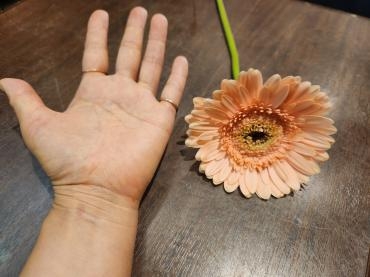 てのひら大｜「花里」　（神奈川県逗子市の花キューピット加盟店 花屋）のブログ