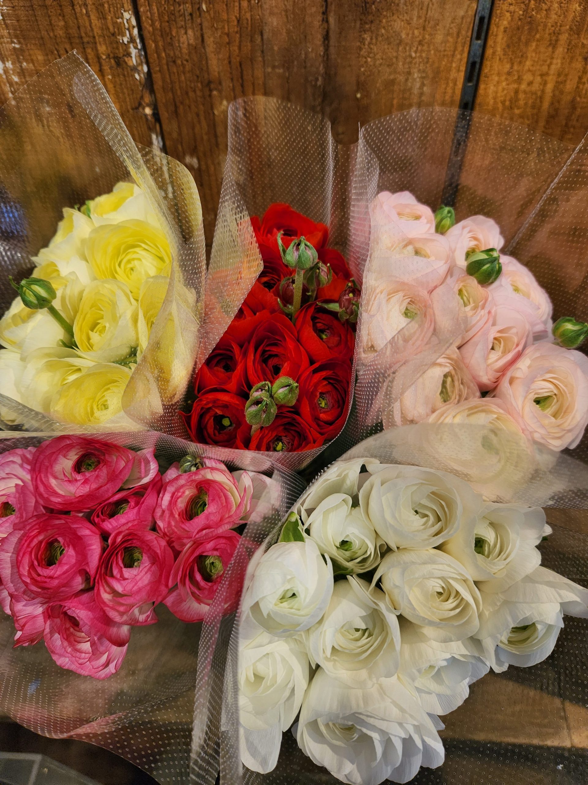 ころころすべすべきゅっ｜「花里」　（神奈川県逗子市の花キューピット加盟店 花屋）のブログ