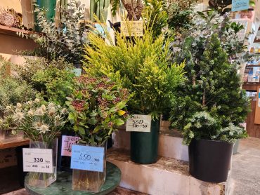 森｜「花里」　（神奈川県逗子市の花キューピット加盟店 花屋）のブログ